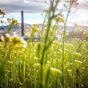 Rain Water Harvesting sustainable